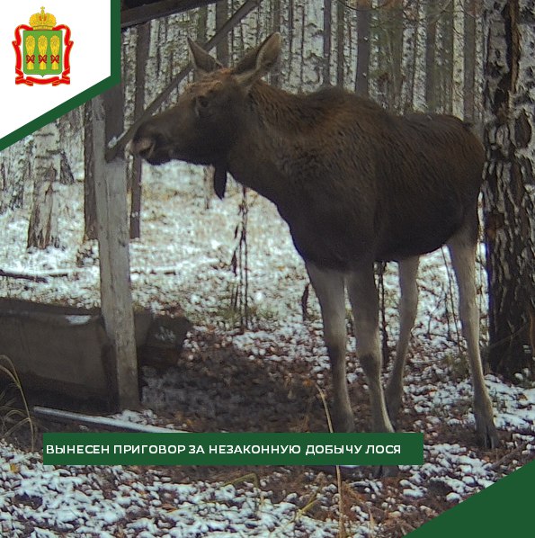 В Нижнеломовском районе браконьер 1,5 года будет отрабатывать убийство лося