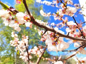 Пензенских дачников ждут перемены в налогообложении и застройке 2026 года