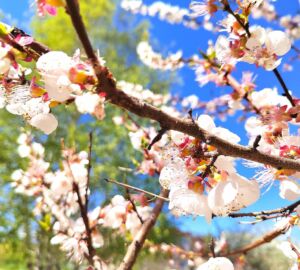 Пензенцам отказали в выделении посадочного материала для озеленения дворов