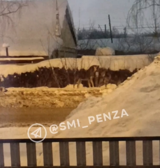 В Пензе жители района КПД опасаются агрессивной стаи бездомных собак