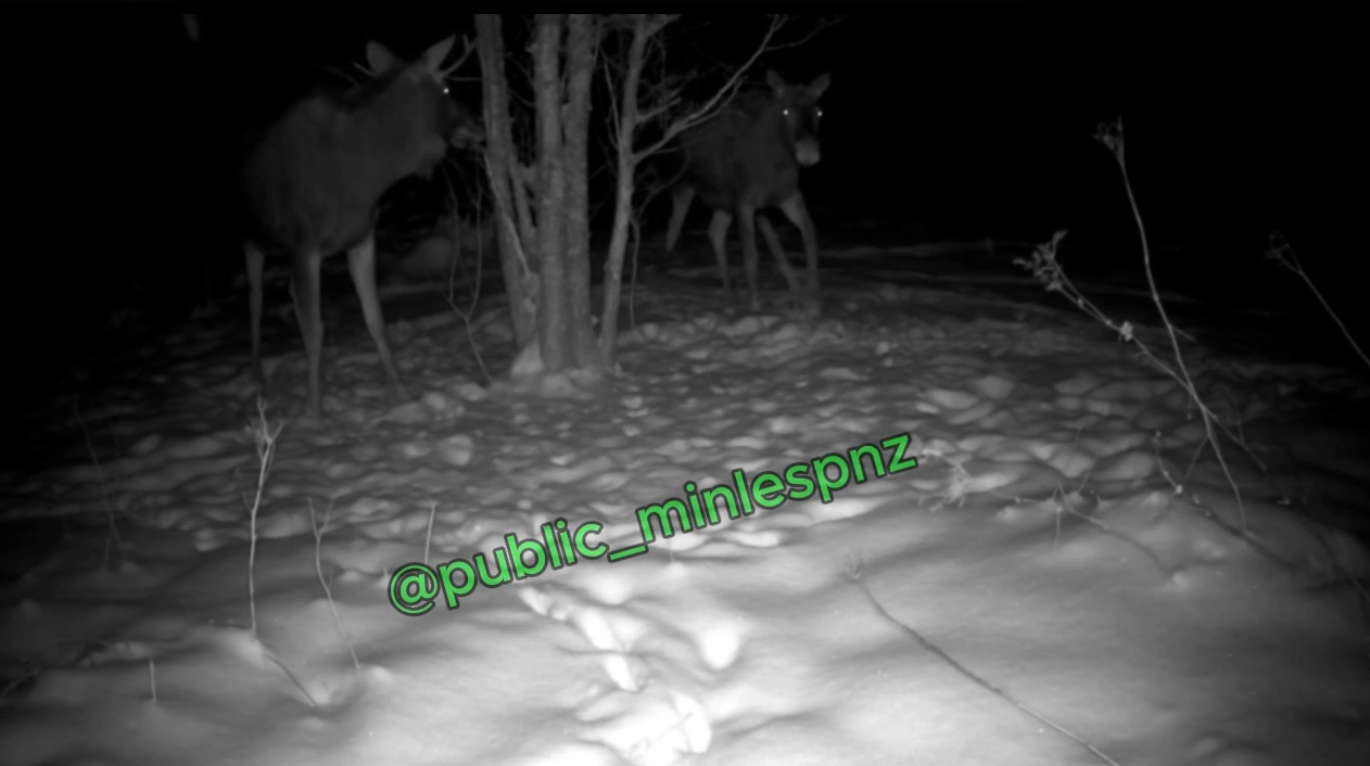 Фотоловушка запечатлела лосей в дикой природе, пензенцам показали видео