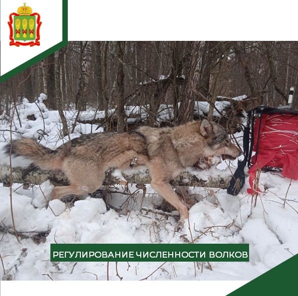 В Лопатинском районе охотники добыли шесть волков
