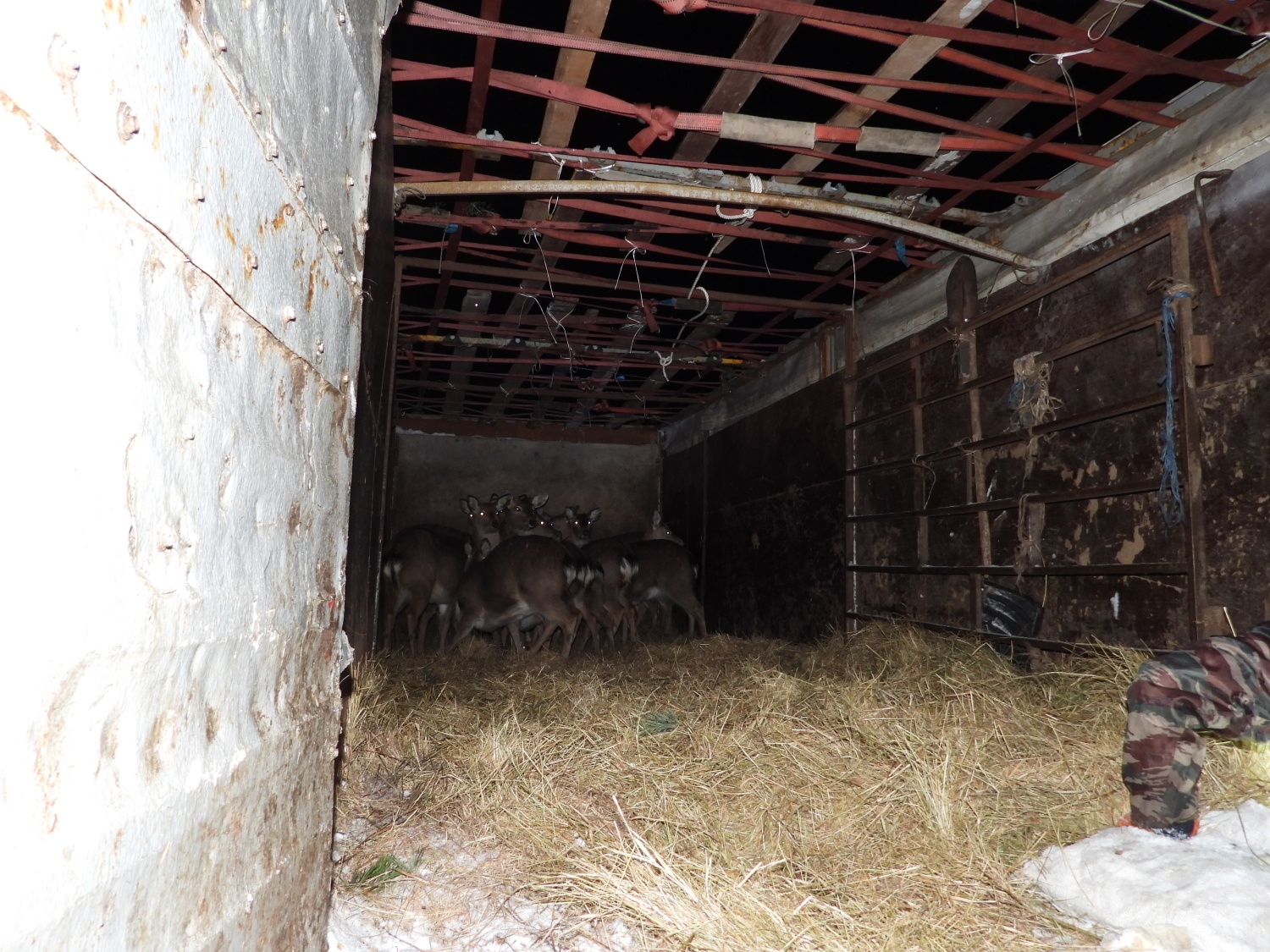 В леса Шемышейского района выпустили 15 редких оленей