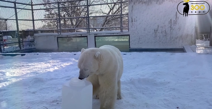 В Пензенском зоопарке устроили интеллектуальный квест для белого медведя Умки