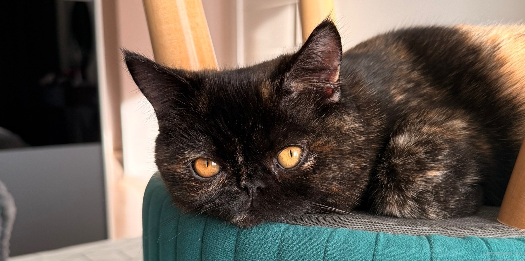 Для пензенцев могут ограничить количество домашних животных по площади квартиры