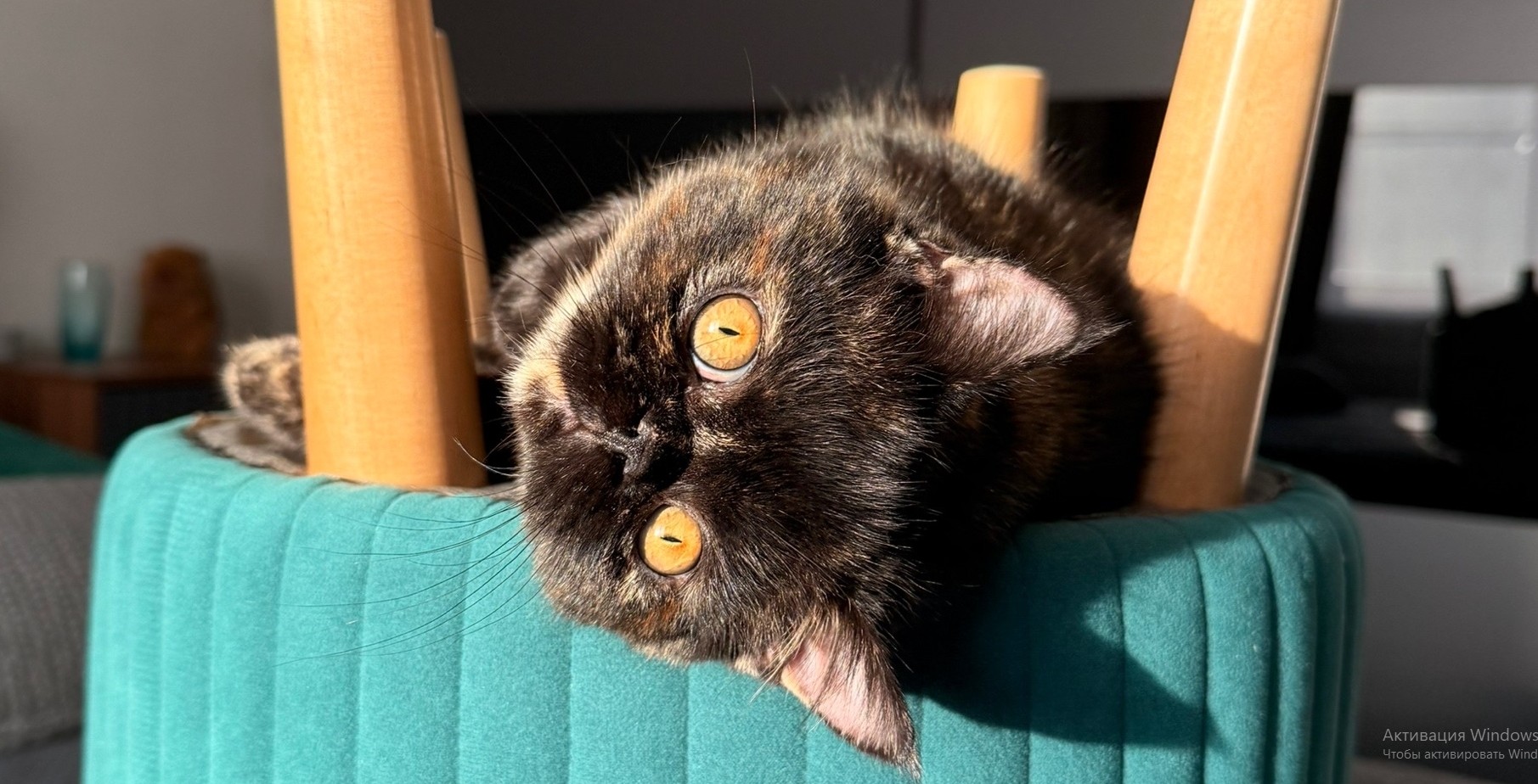 Пензенцы узнали об одобрении закона о конфискации животных у живодеров