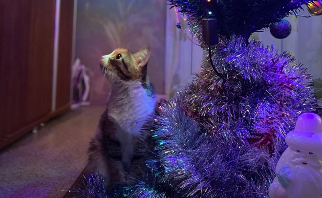 Чем опасна хвоя для домашних животных пензенцев