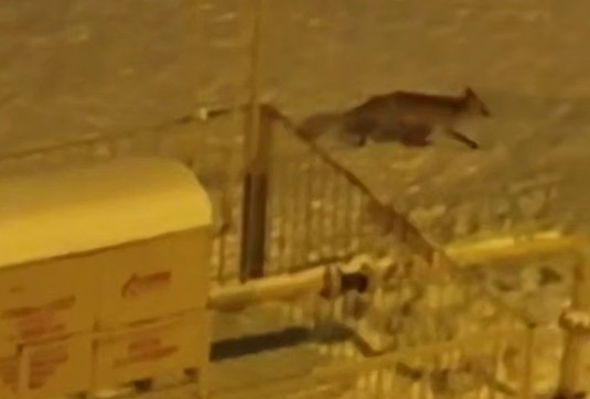 В жилом дворе на ул. Измайлова в Пензе заметили лису