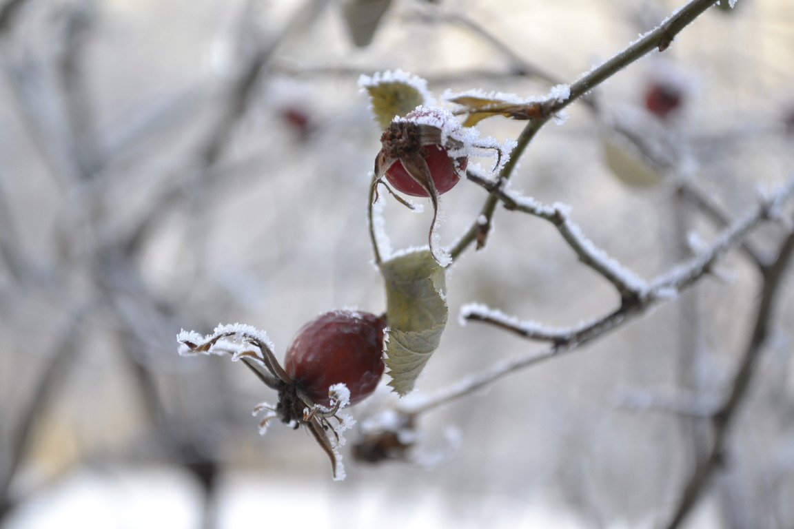 Снежные заносы и сильная метель могут стать основанием для пропуска работы