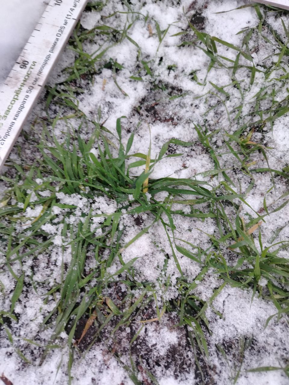 В Сердобском районе только 40% озимых культур оказались в отличном состоянии