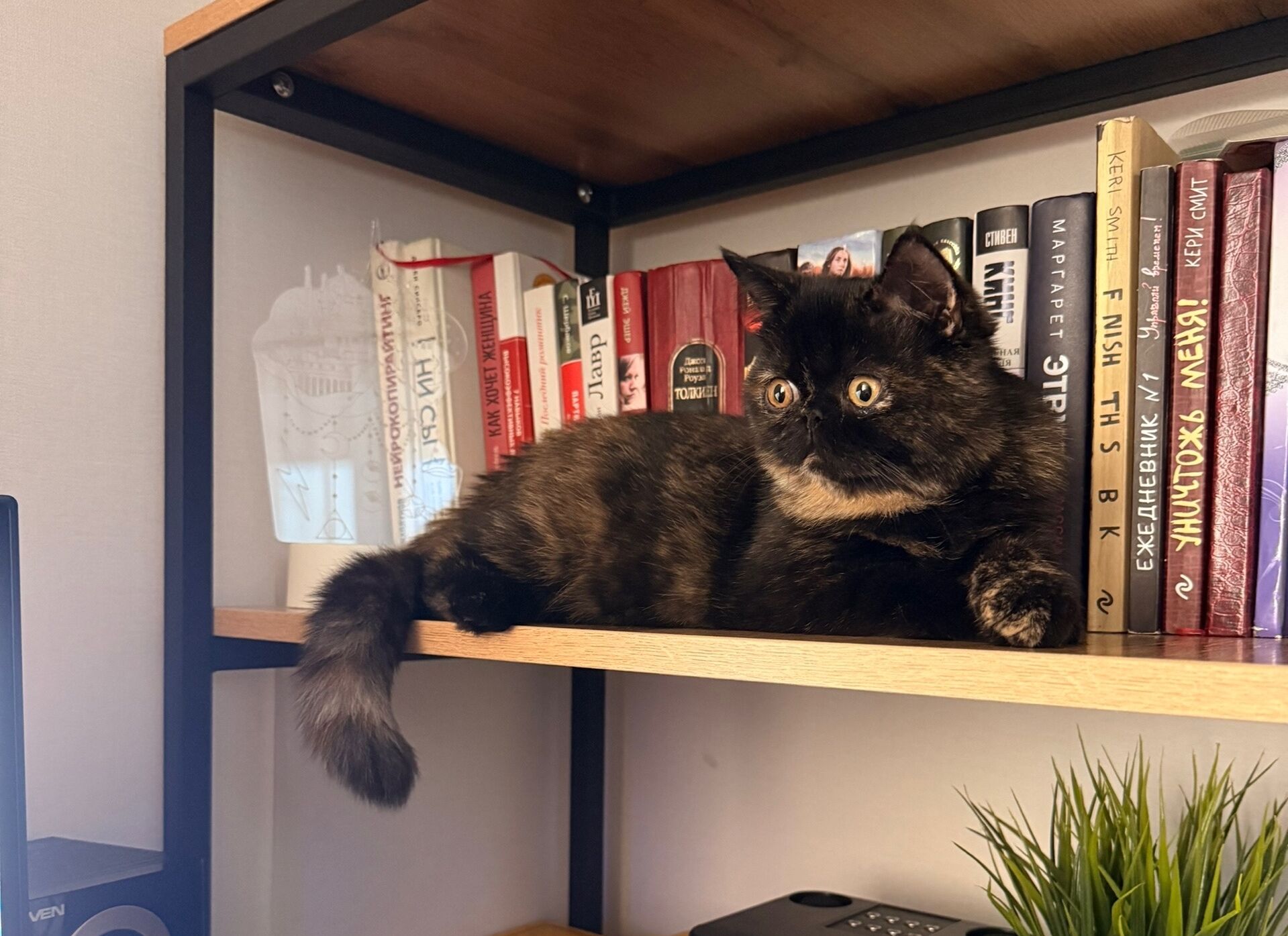 Кузнечанам напомнили о штрафах за нарушение правил содержания домашних животных