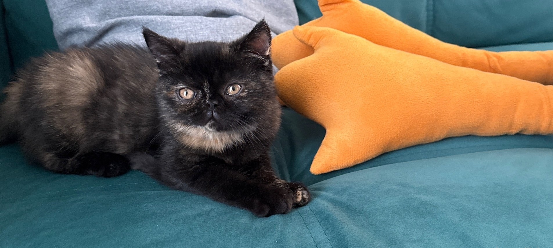 Госдума готовит новые правила для владельцев и заводчиков питомцев