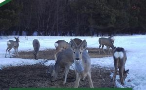 В Пензенской области 10 января завершится сезон охоты на лося и сибирскую косулю