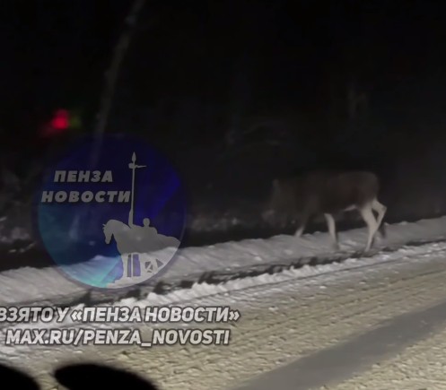 На дороге Кондоль — Пенза гигантский лось едва не стал причиной ДТП