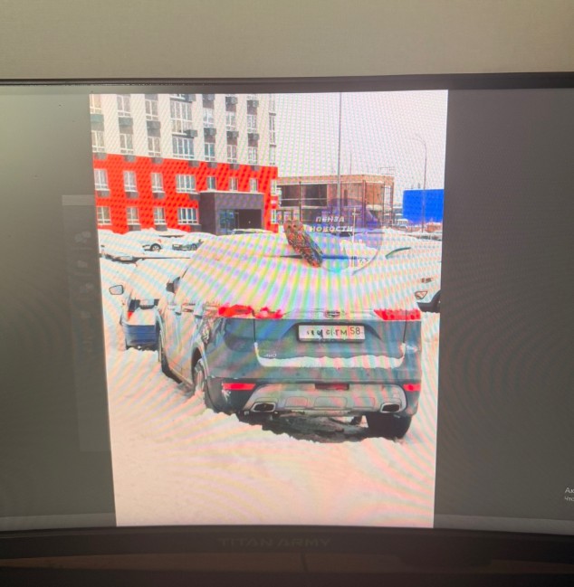 Лесная сова облюбовала крышу автомобиля в пензенском Засечном