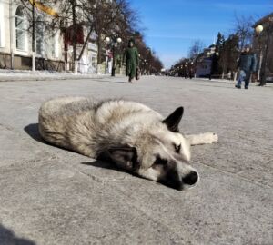 В Мокшанском районе потратят 247 тыс. на отлов и стерилизацию бездомных животных