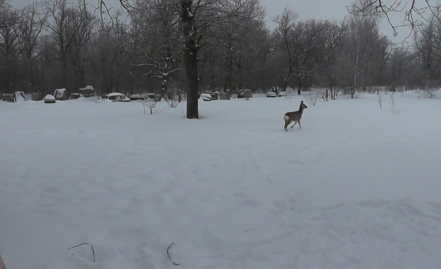 В Белинском районе пресечена незаконная ночная охота с тепловизором