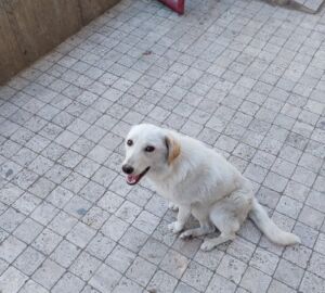 Жительница Никольска заплатит 10 тысяч рублей за нападение своего пса на ребенка