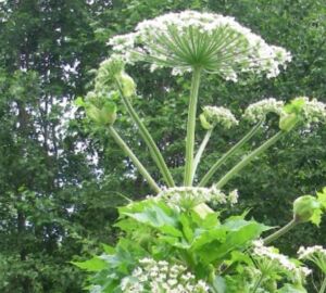 В Пензенской области бороться с борщевиком обяжут каждого владельца земли