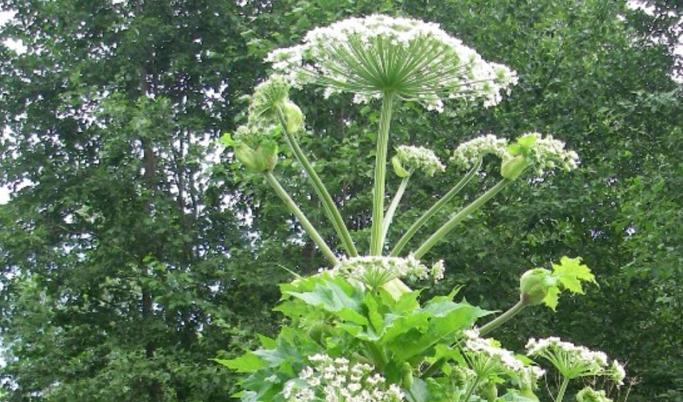 В Пензенской области бороться с борщевиком обяжут каждого владельца земли