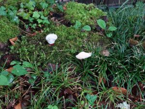 В Пензе вынесли приговор за продажу опасных БАДов с мухоморами