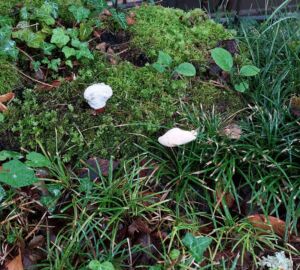 В Пензе вынесли приговор за продажу опасных БАДов с мухоморами