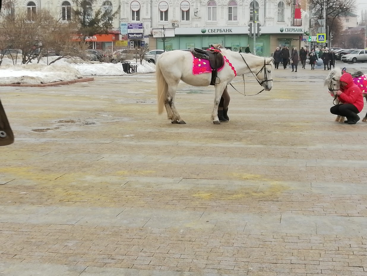В Наровчате спор о ДТП с лошадью завершился выплатой 200 тысяч рублей