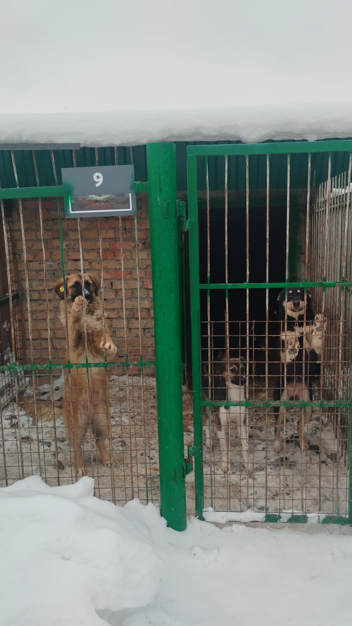 Стало известно, сколько бездомных животных могут сожержать в ПВС на Осенней