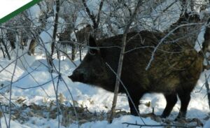Сезон охоты на пушных зверей и кабанов закрывается в Пензенской области