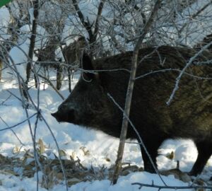 Сезон охоты на пушных зверей и кабанов закрывается в Пензенской области