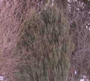 Почему в Пензенском ботаническом саду больше нельзя будет гулять в одиночку