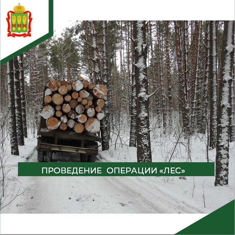 В Пензенской области до 31 марта будут ловить черных дровосеков