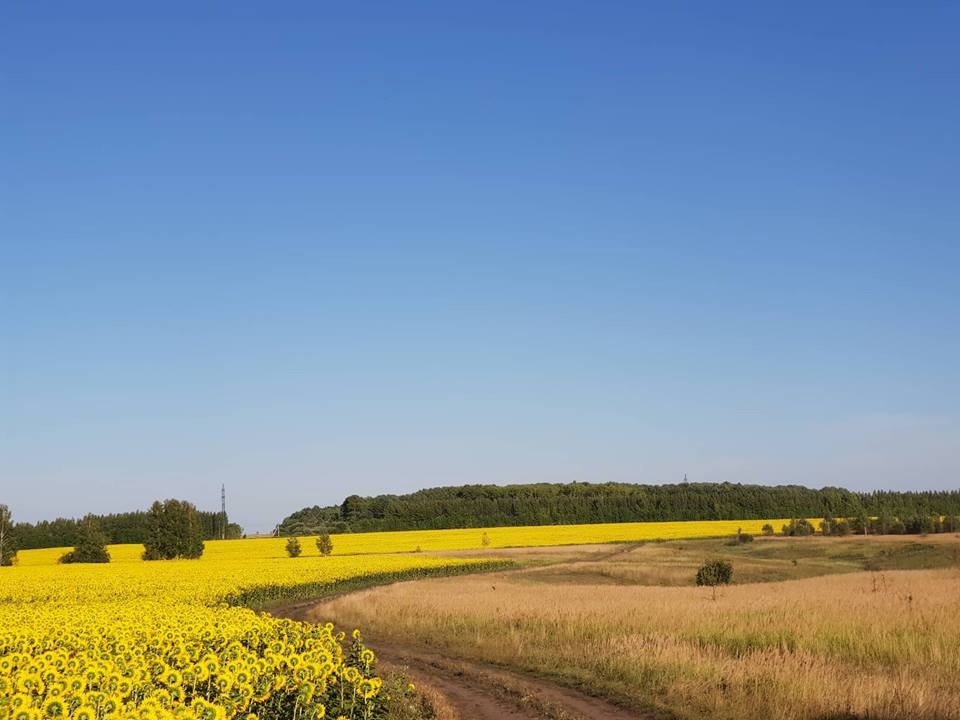 В Пензенской области пчеловодов уведомят о распылении пестицидов за 10 дней