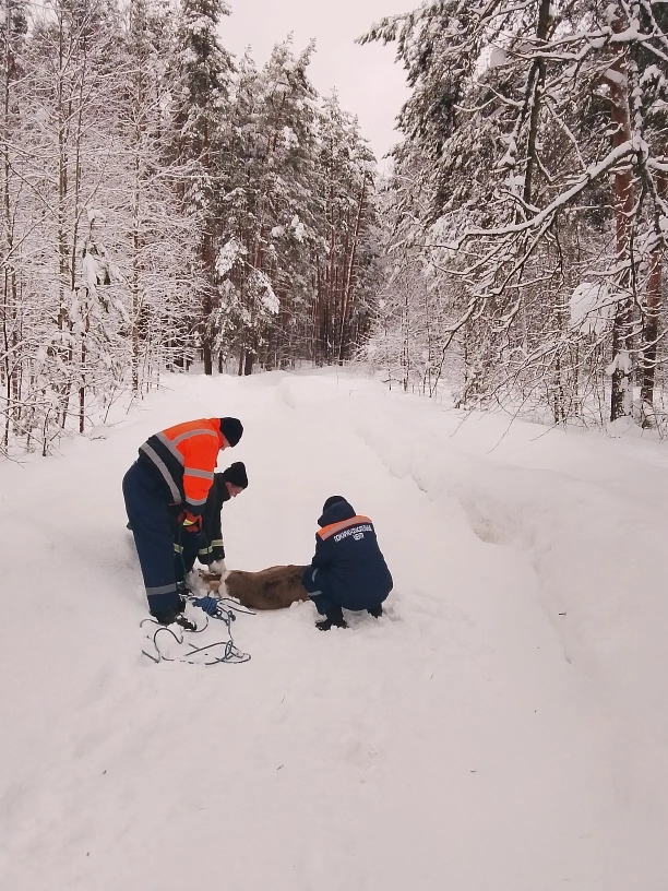 В Чаадаевке пожарные провели операцию по спасению косули