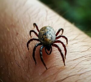 На юге России зафиксировано нашествие глазастых клещей-мутантов