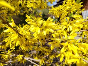 Ждать ли в 2026 году раннего сезона аллергии в Пензенской области