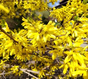 Ждать ли в 2026 году раннего сезона аллергии в Пензенской области