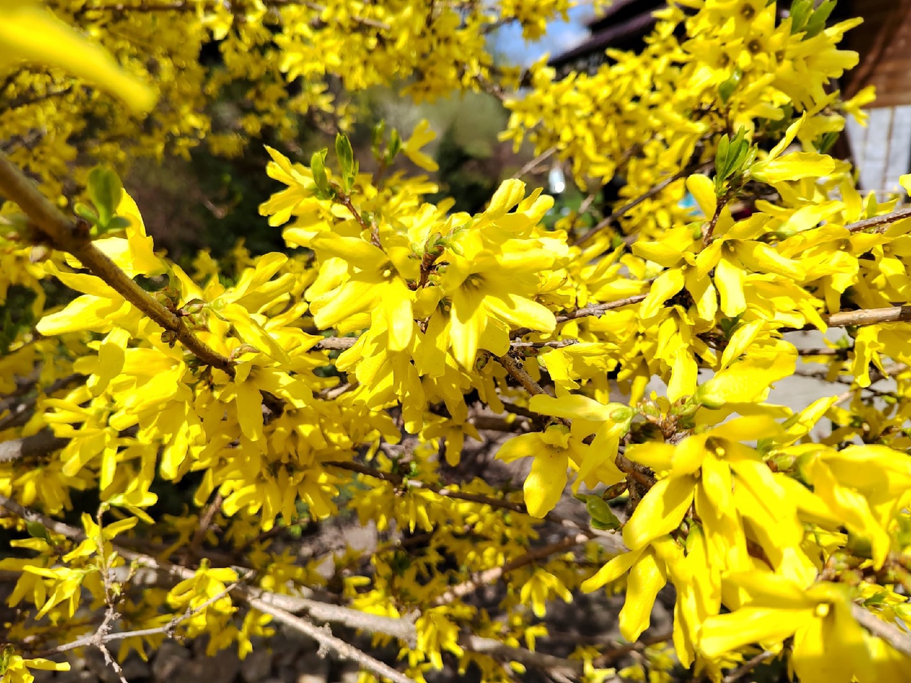 Ждать ли в 2026 году раннего сезона аллергии в Пензенской области