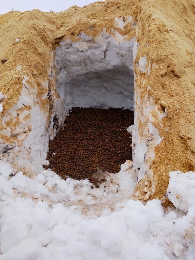 В Мокшанском районе начали заготавливать к посеву семена дуба