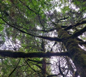 Вокруг Ахунского соснового бора в Пензе хотят установить охранную зону