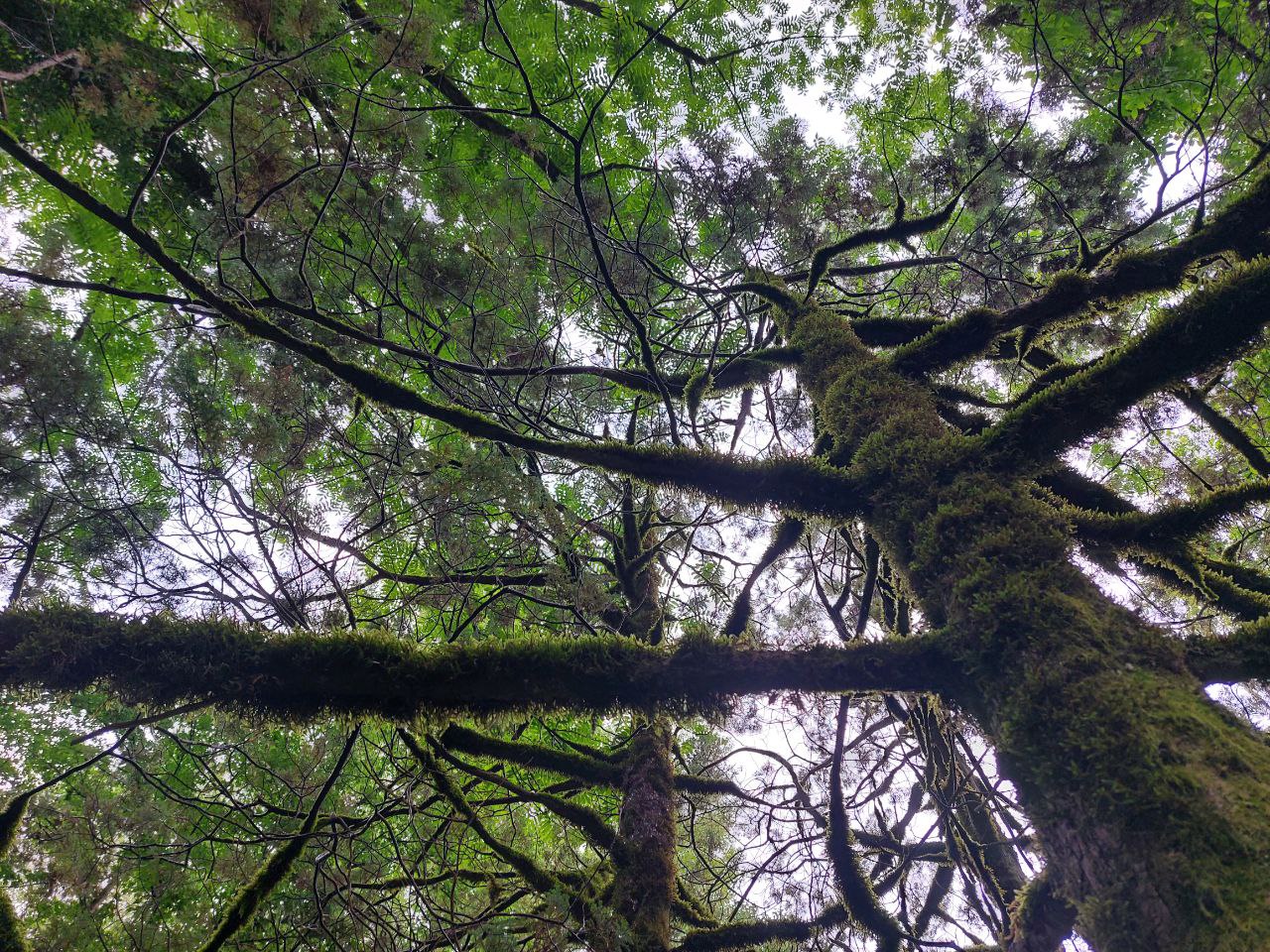 Вокруг Ахунского соснового бора в Пензе хотят установить охранную зону