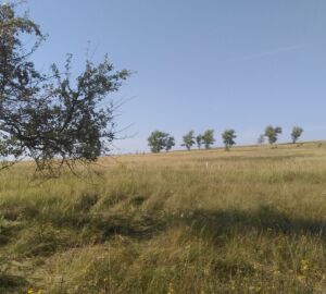 В Земетчинском районе сельхозпредприятие оштрафовали за зарастание земли