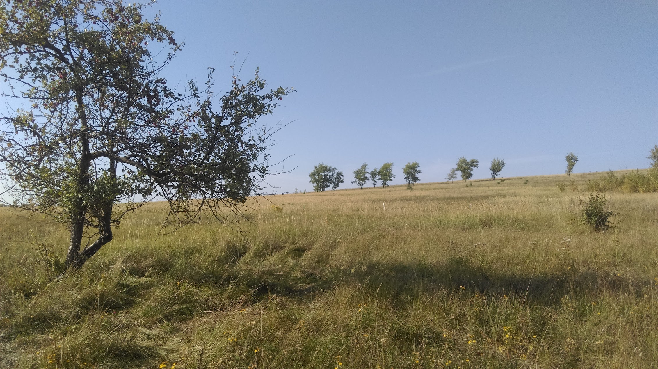 В Земетчинском районе сельхозпредприятие оштрафовали за зарастание земли