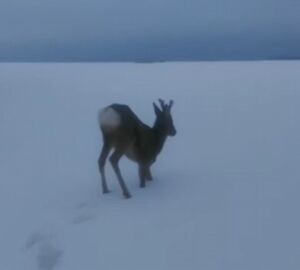 Пензенцам напомнили, куда звонить при встрече с оленем или другим диким животным