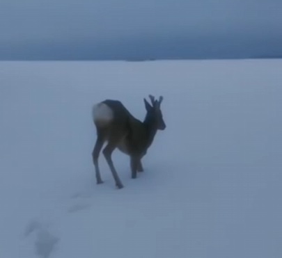 Пензенцам напомнили, куда звонить при встрече с оленем или другим диким животным