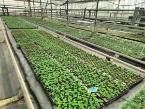 В Пензе высадят 260 тысяч цветов на городских клумбах с наступлением тепла