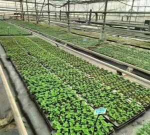 В Пензе высадят 260 тысяч цветов на городских клумбах с наступлением тепла