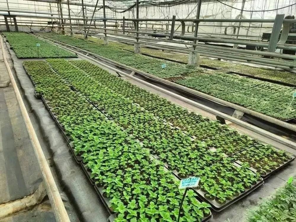 В Пензе высадят 260 тысяч цветов на городских клумбах с наступлением тепла