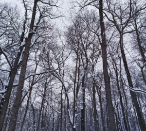 В первую неделю марта пензенцев ждут снег, дождь и порывистый ветер
