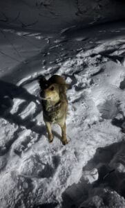В Пензе на улице Бийской спасатели достали собаку из трехметрового колодца